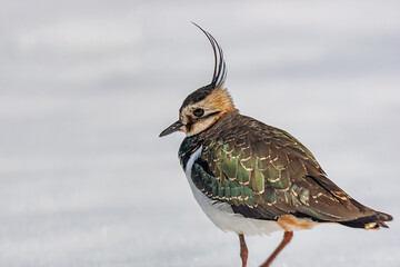 Northern Lapwing (Vanellus vanellus) feeding perched on snow
