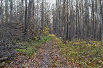 Fototapeta premium A clearing in a deciduous forest.