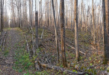 A ravine in a deciduous forest, during late fall