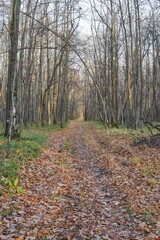 A clearing in a deciduous forest.