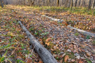 Logs in a car track in a deciduous forest during late fall.