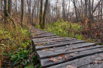 Wooden bridge in the autumn forest.