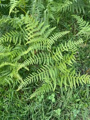 fern leaves