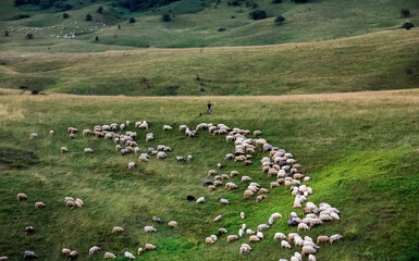 Zielona polana stok z pasterzem wypasającym owce