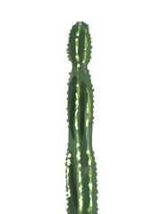 Fototapeta premium Watercolor cactus, isolated on a white background