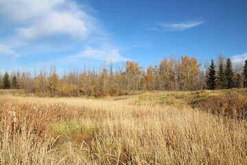 Mid October On The Land, Pylypow Wetlands, Edmonton, Alberta