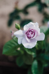Lilac rose 