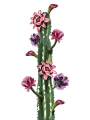 Watercolor cactus in flowers. Isolated on a white background