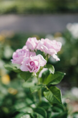 Fototapeta na wymiar Stalks of Roses in lilac shade