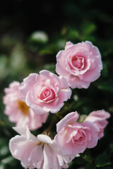 Pink Roses