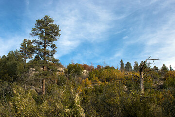 Obraz premium Autumn landscape in Cibola National Forest in New Mexico's Manzano Mountains