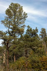 Autumn landscape in Cibola National Forest in New Mexico's Manzano Mountains