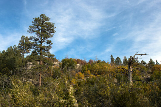 Autumn landscape in Cibola National Forest in New Mexico's Manzano Mountains