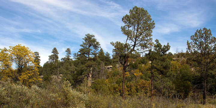 Autumn landscape in Cibola National Forest in New Mexico's Manzano Mountains