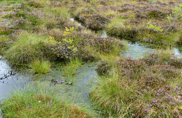 Schwarze Moor in der Rhön am Dreiländereck