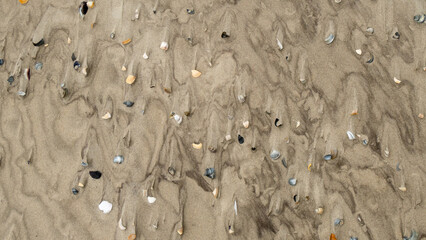 Wet sand with shell at beach coastline texture background.summer concept
