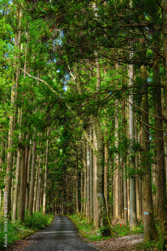 Canvas Prints 愛鷹山登山道　