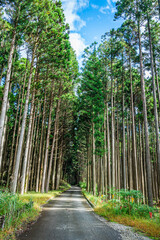 Fototapeta premium 真っすぐに伸びる杉林に通る道 