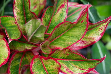 A close-up showing the details of the Aglaonema plant's leaves. They are known commonly as Chinese...