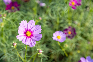 Obraz premium Evening cosmos