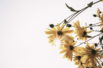 Fototapeta premium Sonnenblume mit Sonnenstern