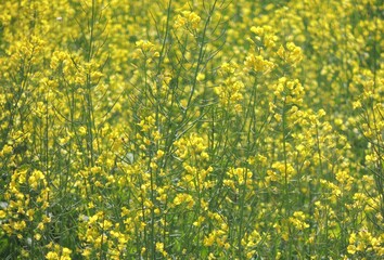 Obraz premium 유채꽃이 핀 들판 