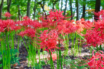 松戸　祖光院の美しい満開の彼岸花（日本千葉県松戸市） Beautiful cluster amaryllis in full bloom at Sokoin, Matsudo (Matsudo City, Chiba Prefecture, Japan)
