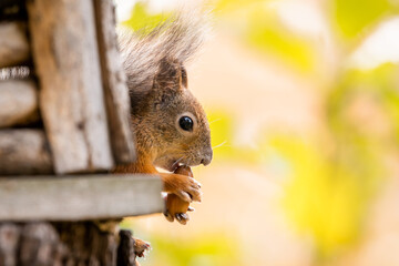 squirrel sits on tree branch and gnaws an acorn in forest in protected area