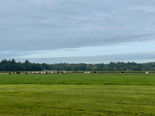 Fototapeta na wymiar Cows walking away from the farm in the morning