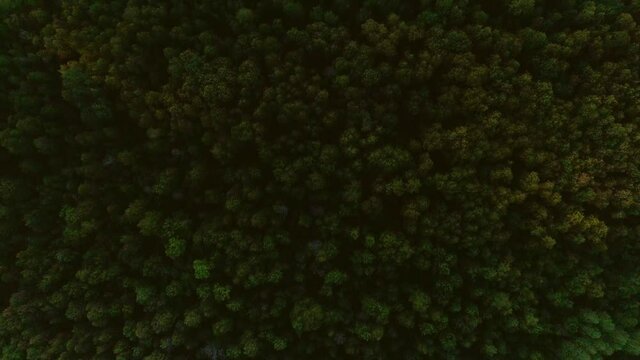 Aerial video of mountains, road and summer forest