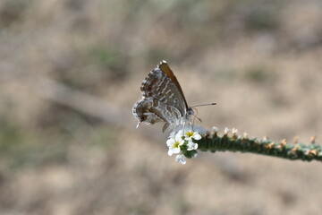 Cacyreus marshalli (taladro del geranio) sobre flor de verrucaria