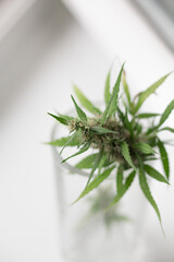 inflorescence of marijuana on a white background.