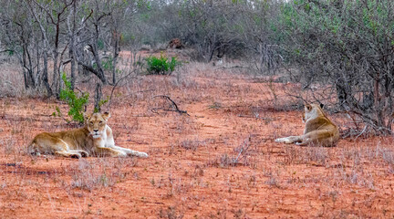 Lions at safari in Mpumalanga Kruger National Park South Africa.