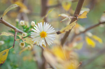 aster