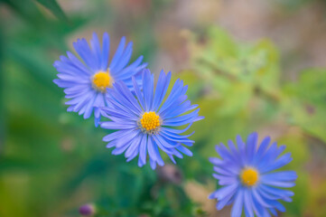aster
