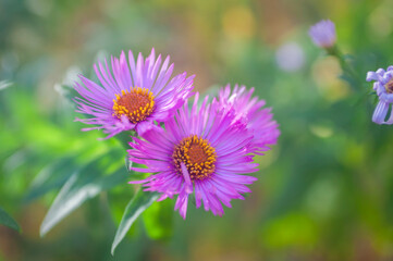 aster