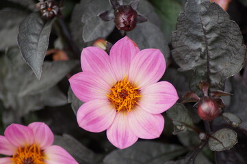 pink flower of a dahlia