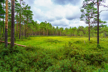Fototapeta na wymiar Northern European landscape with tall trees and grassy meadows.