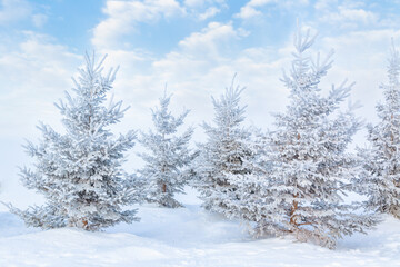 White pine trees covered in snow and hoar frost.