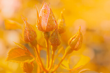 Still life flowers- background art