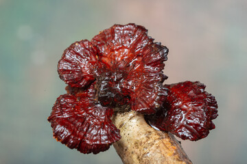 Forest mushrooms polypores - medicine plant