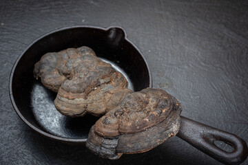 Forest mushrooms polypores - medicine plant