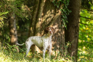 Portrait of a brown braque francais  hound outdoors