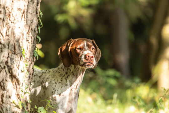 Portrait of a brown braque francais  hound outdoors