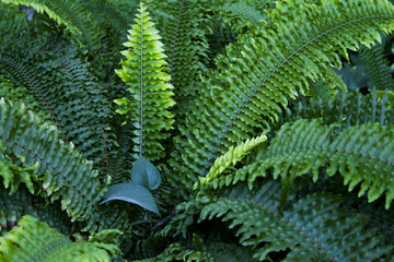 Dark green fern leaves in tropical environment