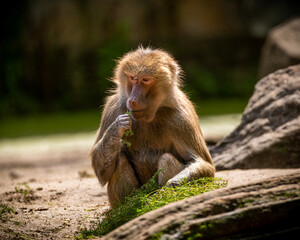 Fototapeta premium baboon sitting on the ground