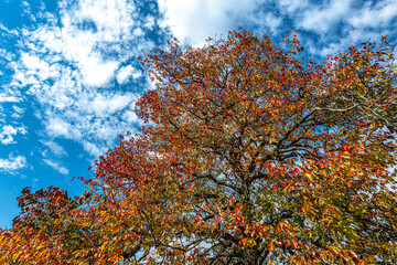 Colorful tree with blue sky background in the fall