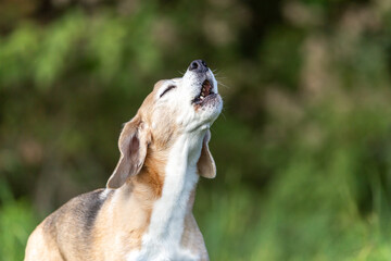 portrait of a howling beagle dog