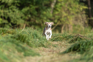 Portrait of a cute beagle dog running across a field