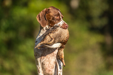 Portrait of a braque francais  hound retrieving a dead duck